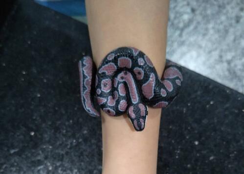 金屬探測門廠家：白云機(jī)場安檢驚現(xiàn)“小蛇”！